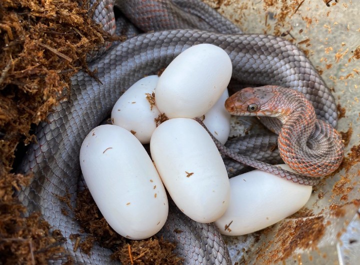 Baird's Rat Snake